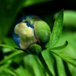 ecology